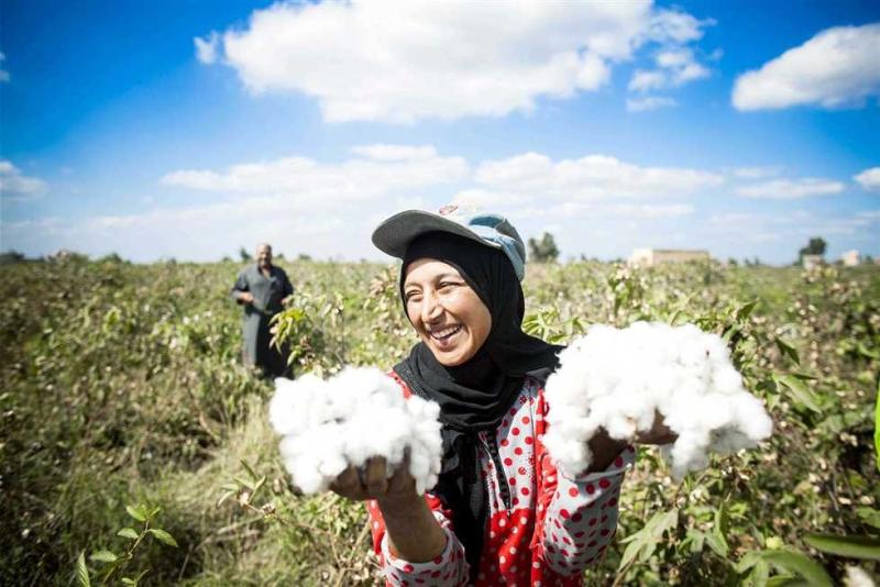  توريد القطن
