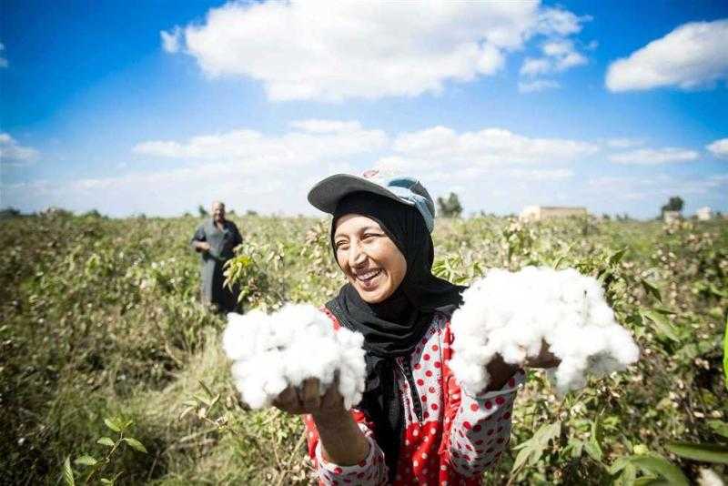 حصاد «الزراعة» في أسبوع.. أبرزها تحديد سعر ضمان توريد القطن