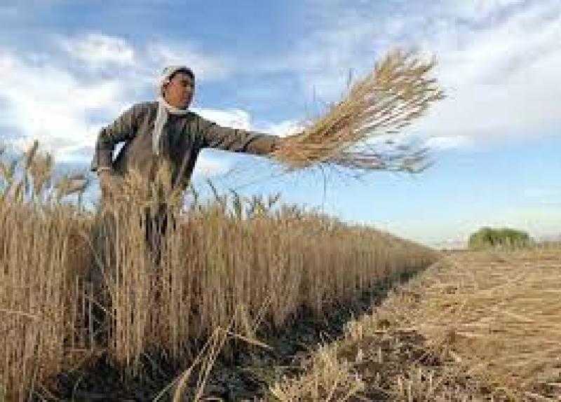 جامعة بنها تبدأ اليوم حصاد محصول القمح بمزارع كلية الزراعة بمشتهر