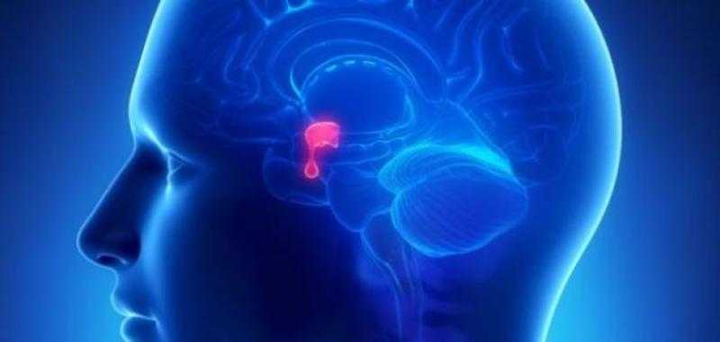 شاهد.. كيف يحافظ هرمون «الميلاتونين» على تنشيط ذاكرة الطلاب؟