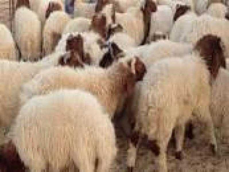 نقيب الفلاحين يكشف متوسط سعر عجل الأضحية