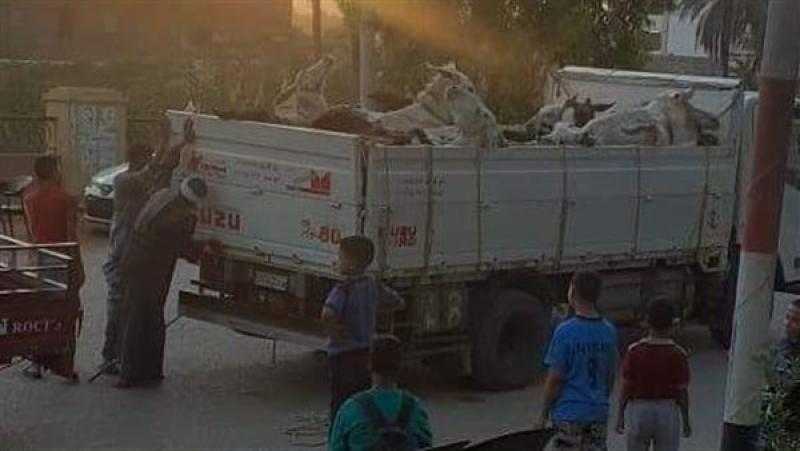 محملة بالحمير.. انقلاب سيارة نصف نقل في ترعة بسوهاج