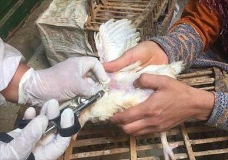 إنفلونزا الطيور
