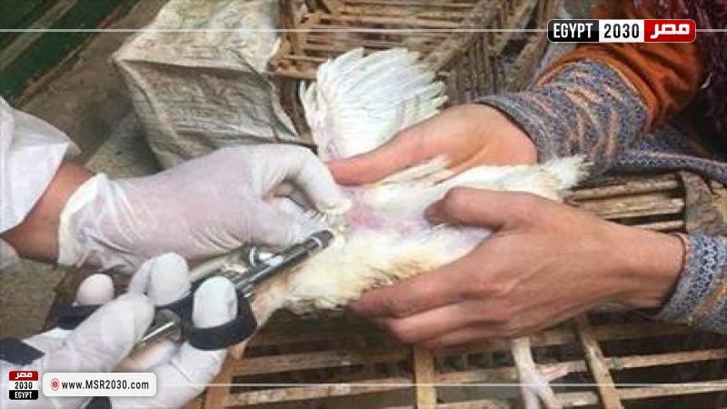 إنفلونزا الطيور