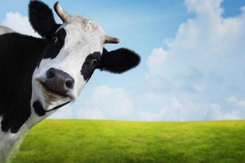 ما هو أقصى عدد للاشتراك في الأضحية الواحدة؟.. فيديو