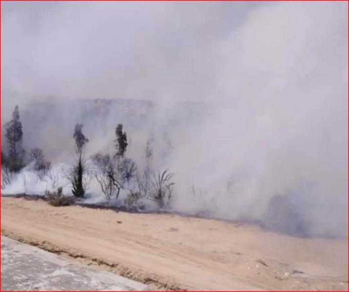الصور الأولى لحريق هائل في أشجار بجوار الطريق الدائري بكفر غطاطي