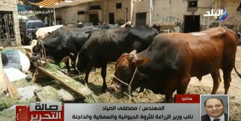 «الزراعة» توجه رسالة طمأنة للمواطنين بشأن لحوم الأضاحي - فيديو