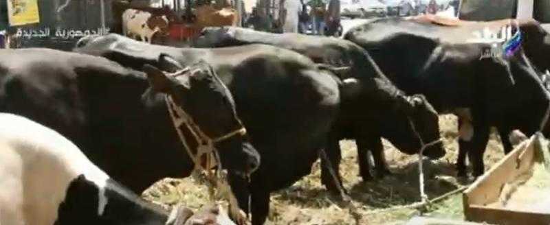 «الزراعة» تُعلن استيراد 45 ألف عجل ذبيح فوري لعيد الأضحى