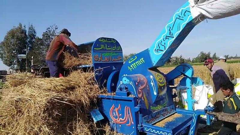 قرارات وزارية هامة للقمح المحلي.. أبرزها حظر استخدامه كأعلاف حيوانية أو سمكية