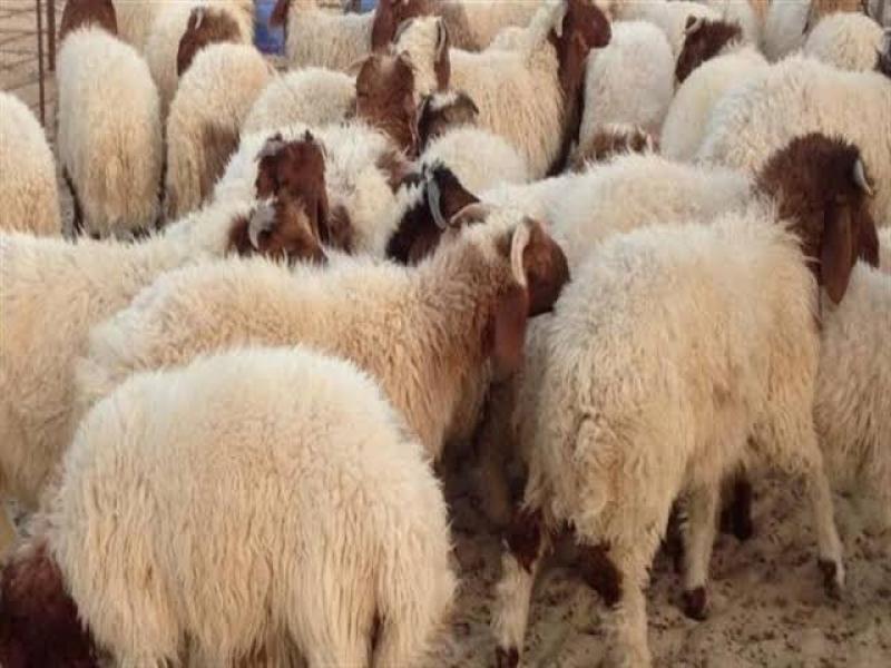ما هي الطريقة الصحيحة للمشاركة في الأضحية؟