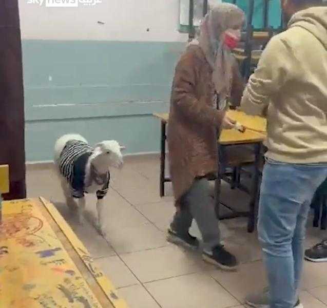«بصحبة خروف».. فيديو طريف لسيدة تدلي بصوتها في الانتخابات التركية