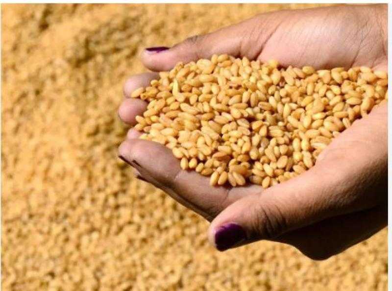 «السلع التموينية» تعلن عن ممارسة لشراء القمح المستورد.. الشروط ومواعيد الشحن