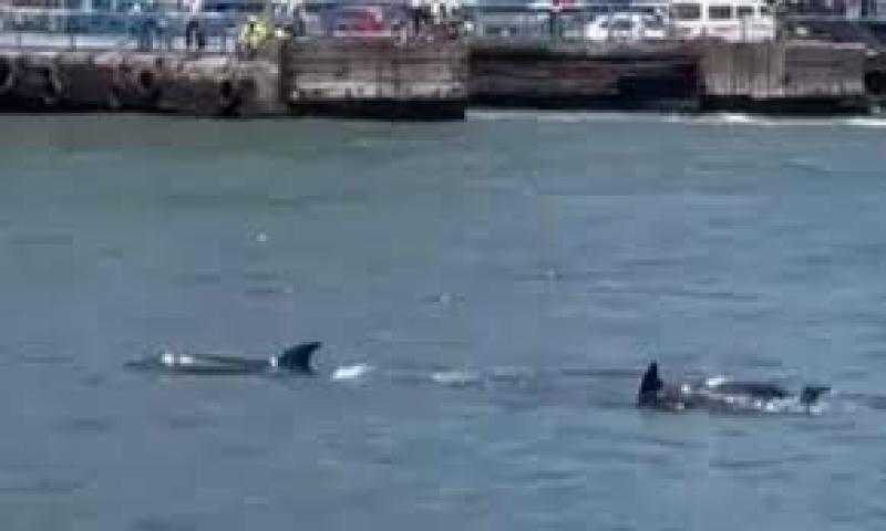 «تخطف الأنظار».. دلافين تسبح في المجرى الملاحي لقناة السويس - فيديو