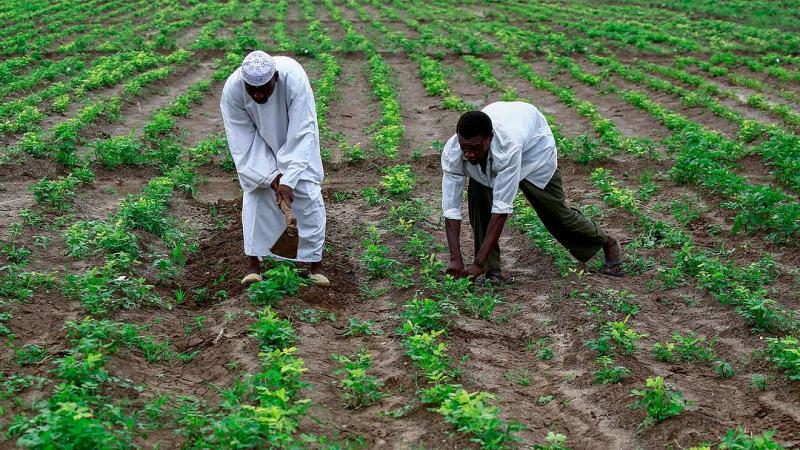 مزارعون سودانيون