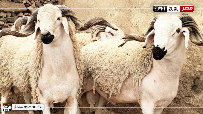 الأضحية