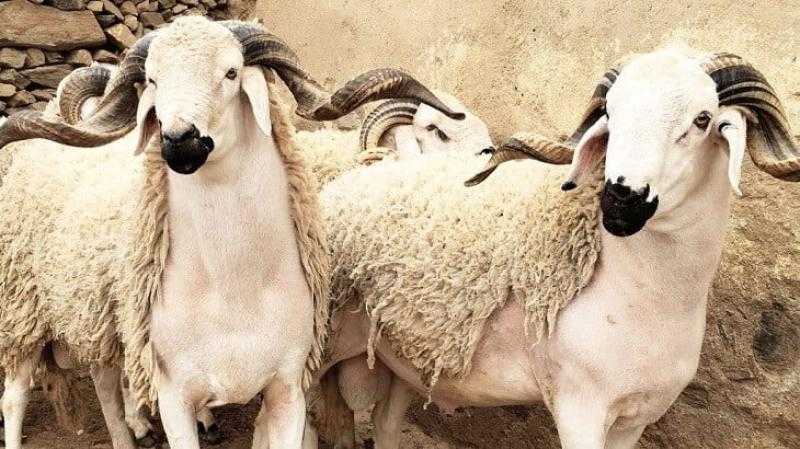 «القومي للبحوث الفلكية» يكشف موعد وقفة عرفات وعيد الأضحى 2023