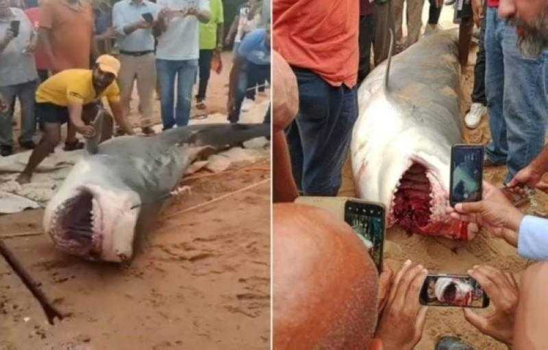 «راقصه على طريقة الكلب».. منقذ بحري يكشف ما فعله القرش مع السائح الروسي قبل قتله