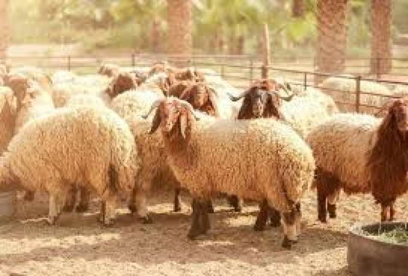 تعبيرية 