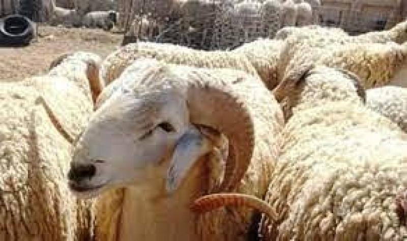 هل يجوز دفع صك الهدي للشركات المسؤولة عن تنظيم الرحلات قبل السفر للحج؟