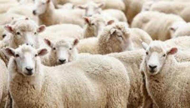 ما الدليل على أن الأضحية مشروعة؟.. الإفتاء تجيب