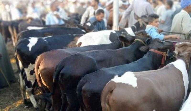 أزهري: اشتراك 7 أشخاص في الأضحية من السنن الحميدة عن النبي - فيديو