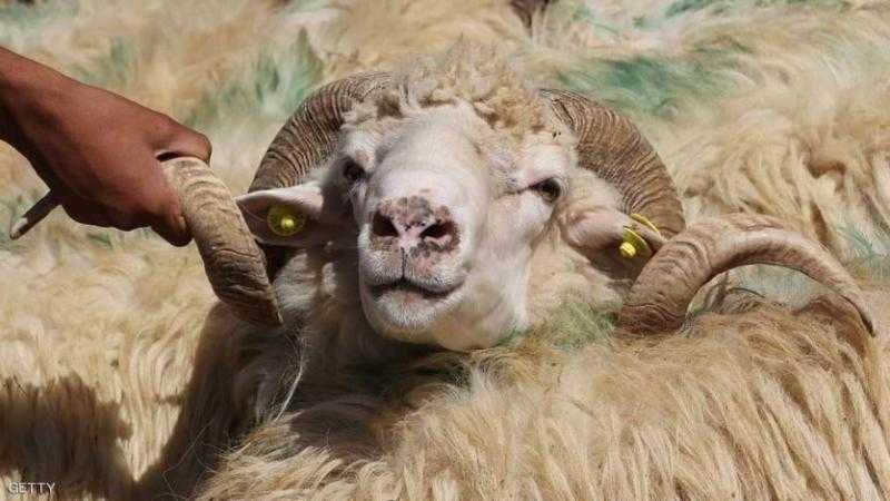 أزهري: من يقترض ليشتري أضحية كمن يتوضأ بماء نجس