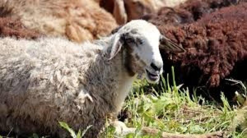 ما هي مستحبات ذبح الأضحية؟.. الإفتاء تُجيب