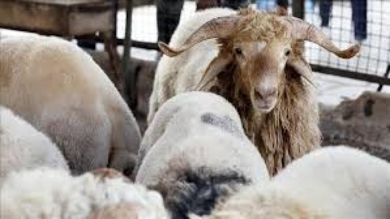 ما حكم من يقترض مالًا ليشتري أضحية؟.. الشيخ حسن الجنايني يُجيب