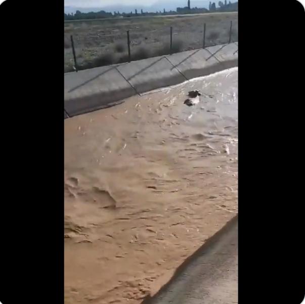 سقوط بقرة في بركة مياه 