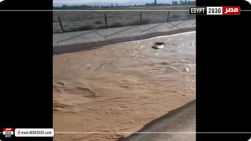 سقوط بقرة في بركة مياه