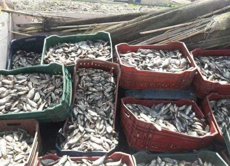 «وزعنا السمك بالمجان».. كواليس احتفال أهالي البرلس ببيان 3 يوليو