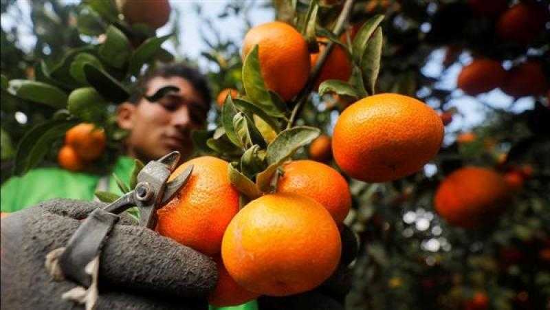 موالح وبطاطس وبصل.. الصادرات الزراعية المصرية تتجاوز 4.6 مليون طن في 2023