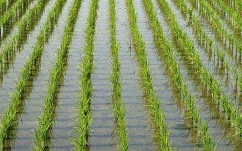 يوفر المياه ويحل أزمة الاستيراد.. التفاصيل الكاملة لزراعة «الأرز العرابي» بالأراضي الصحراوية