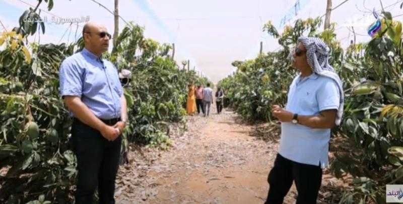 مليون و300 ألف طن.. مسؤول بـ«الزراعة»: «مصر الثانية عالميًا في إنتاج المانجو»
