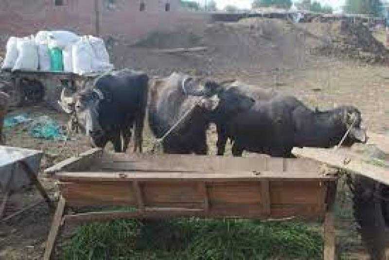 ضبط عصابة سرقة الماشية في الشرقية