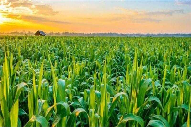 7 نصائح هامة للمزارعين لحماية المحاصيل من الموجة الحارة