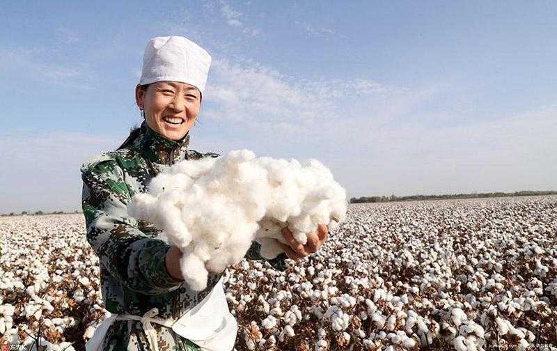 الصين تتجه لبيع القطن من احتياطيات الدولة.. والحر الشديد يهدد الإمدادات