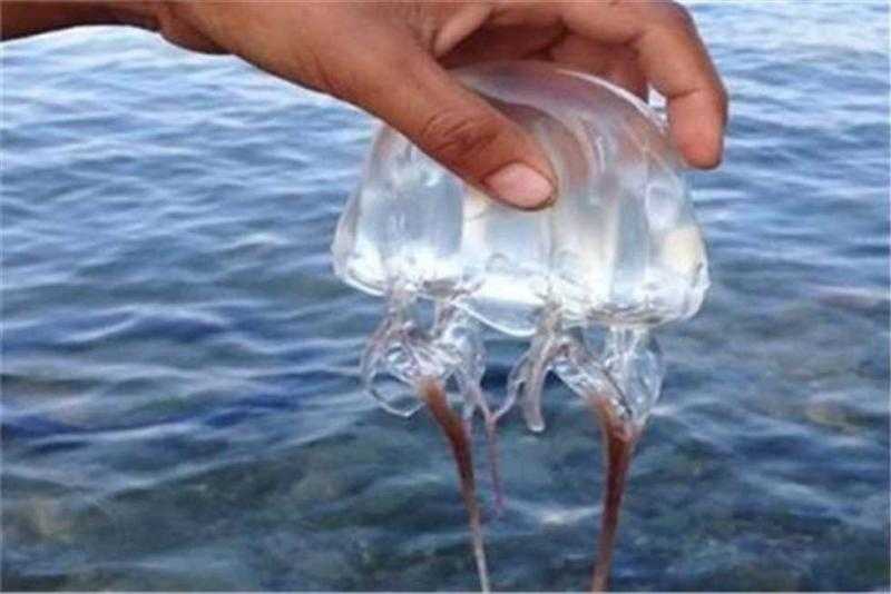 نصائح مهمة من هاني الناظر للحماية من لدغة قنديل البحر.. فيديو