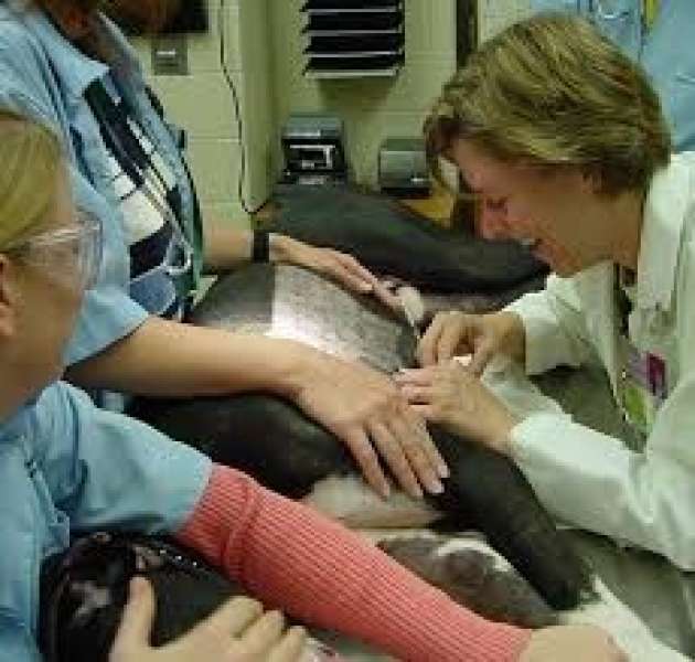 طب بيطري 