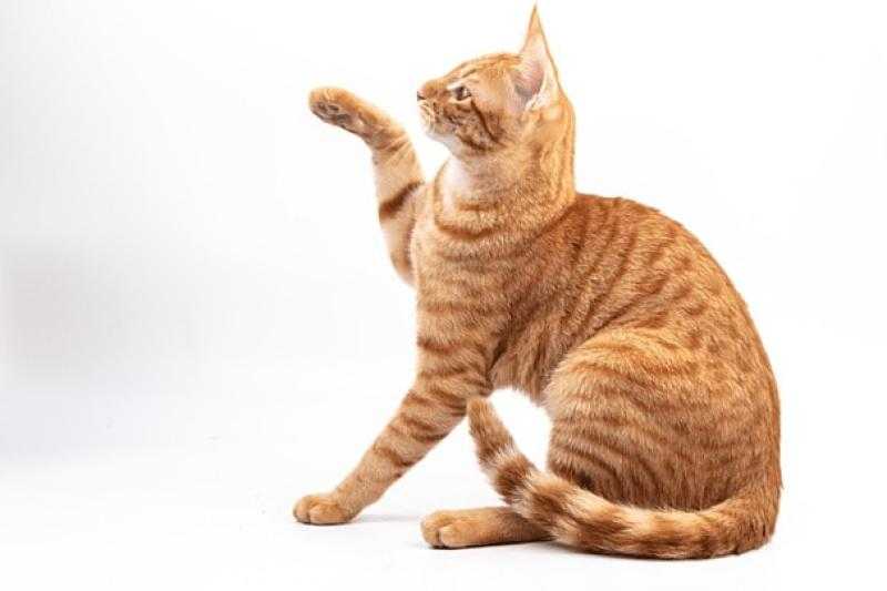 «كنا بنخوفها» ... التحقيق مع المعتدين على قطة بالجيزة