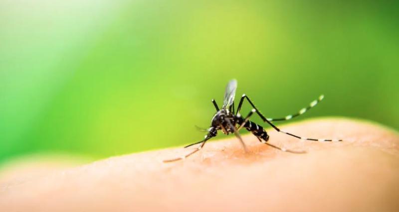 كيف يتم القضاء على مرض حمى الضنك؟.. أستاذ طب وقائي يوضح