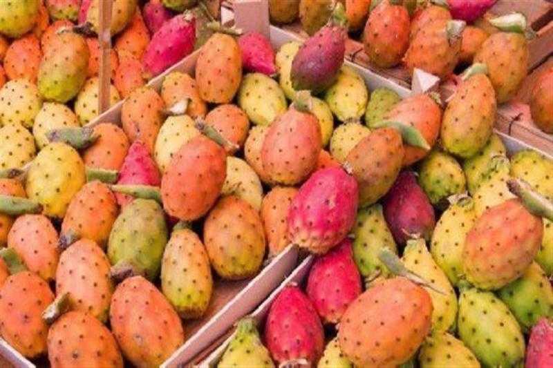 «بيعمل دماغ حلال».. ما لا تعرفه عن الفوائد الصحية للتين الشوكي - فيديو