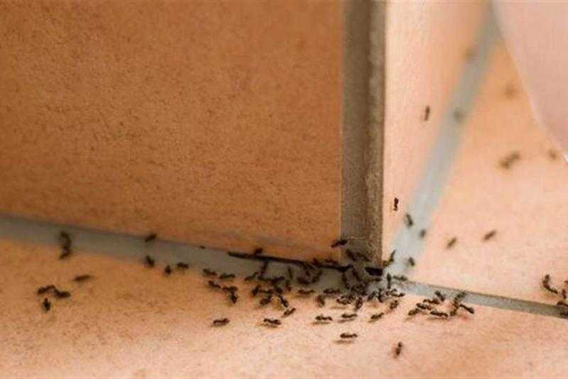 مبيدات صحة عامة.. أبرز طرق التغلب على حشرات الصيف.. «فيديو»