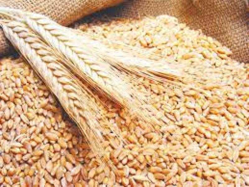 محلل سياسي: أوروبا المتضرر الوحيد من توقف تصدير الحبوب