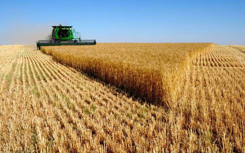أوكرانيا: تقليص الصادرات الزراعية بنسبة 29% في يوليو‎ الماضي