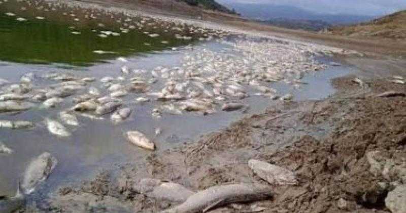 سبب نفوق كميات كبيرة من الأسماك على شواطئ الإسكندرية.. مفاجأة