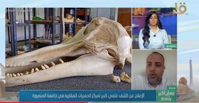 جمجمة كاملة لأحد أسلاف الحيتان.. كشف علمي كبير في مركز الحفريات بالمنصورة - فيديو