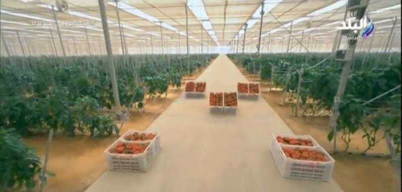 لأول مرة.. أحمد موسى يعرض أحدث تصوير من الصوب الزراعية بقاعدة محمد نجيب «فيديو»