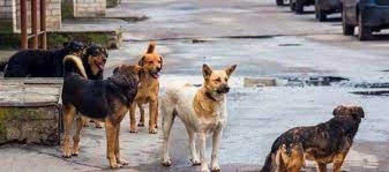 «بيعاندني بصوته العالي».. الداخلية تكشف ملابسات تعدي شخص على كلب بسلاح ناري