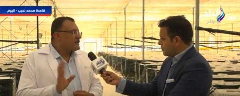 استشاري بالصوب الزراعية في قاعدة محمد نجيب: نُصدر 800 ألف طن بطاطس سنويًا